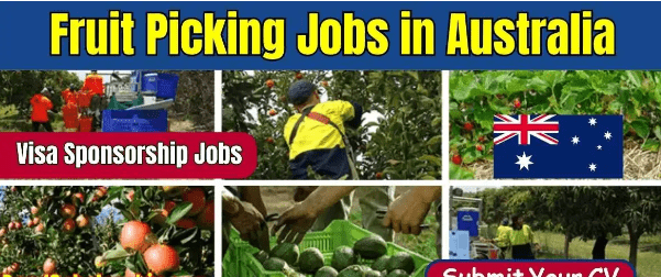 Fruit Picking Jobs in Australia for Foreigners with Visa Sponsorship