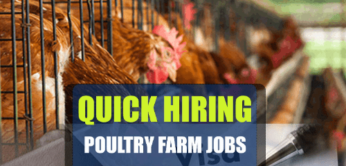Chicken Farm Supervisor Jobs in Canada 2024 (Apply Online)