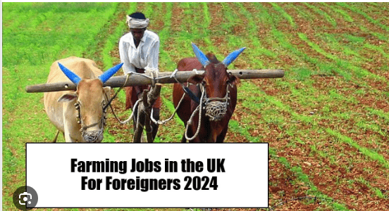 Farming Jobs in the UK For Foreigners 2024 – Visa Sponsored