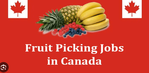 Workers Needed for Fruit Picking Jobs in Canada - Apply Now