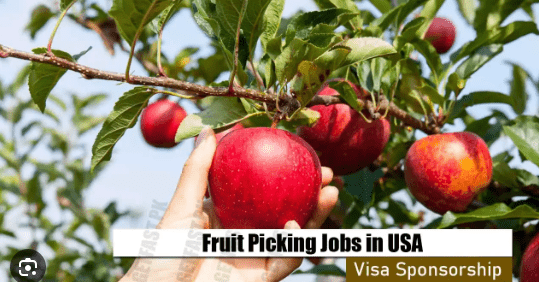 Fruit Picking Jobs in the USA with Visa Sponsorship