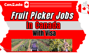 ruit picking jobs in canada with visa sponsorship