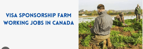 Visa Sponsorship Farm Worker Jobs in Canada – Apply Now